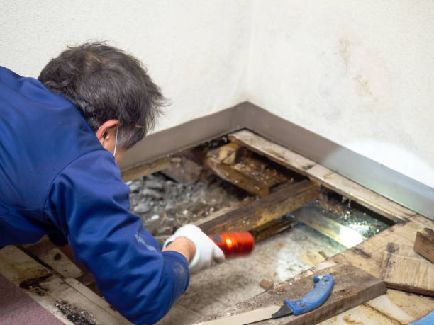 Best Professional Mold Removal  in Forest City, NC