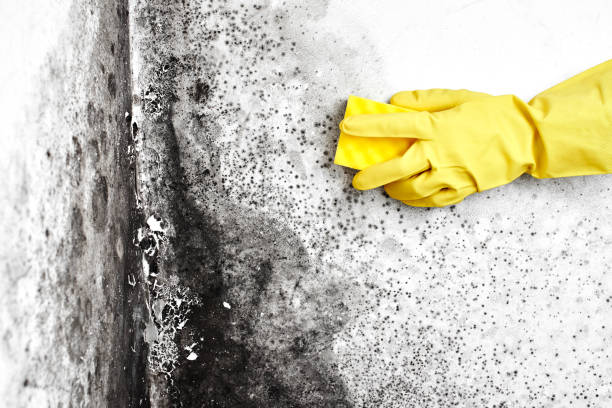 Best Mold Remediation  in Forest City, NC