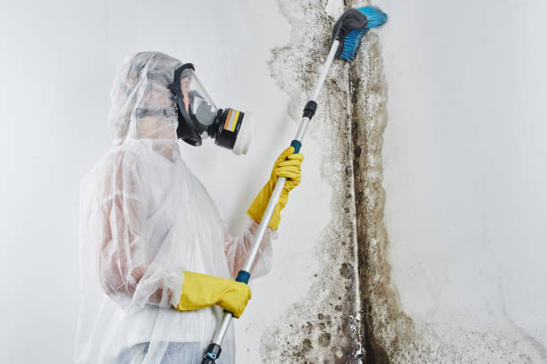 Best Office Mold Removal Services  in Forest City, NC