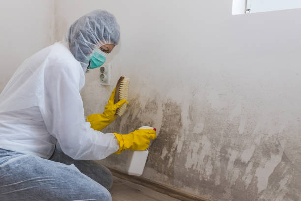 Trusted Forest City, NC Mold Removal Experts