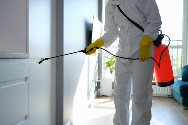 Attic Mold Removal in Forest City, NC