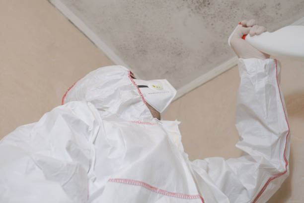 Best Black Mold Removal  in Forest City, NC