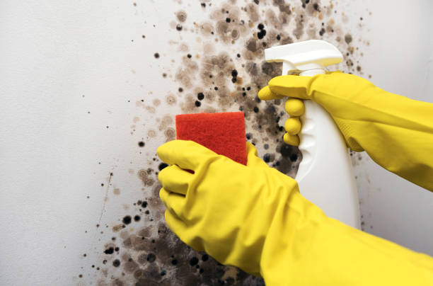Best Mold Cleaning Services  in Forest City, NC