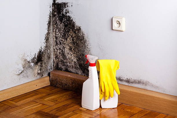 Best Certified Mold Removal  in Forest City, NC