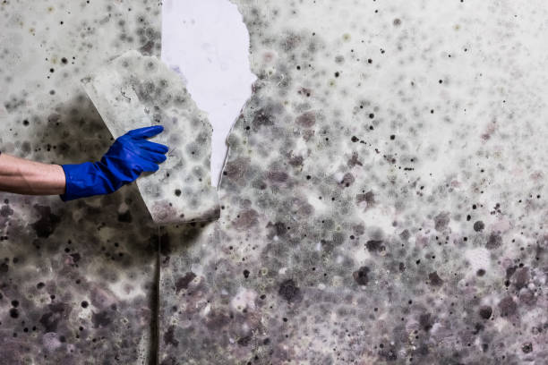 Best Mold Testing  in Forest City, NC